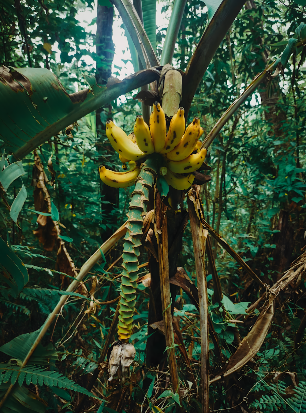 a bunch of bananas on a tree in a forest