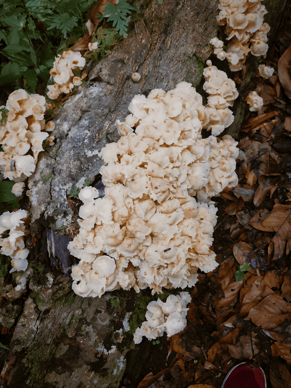 a bunch of mushrooms that are on a tree