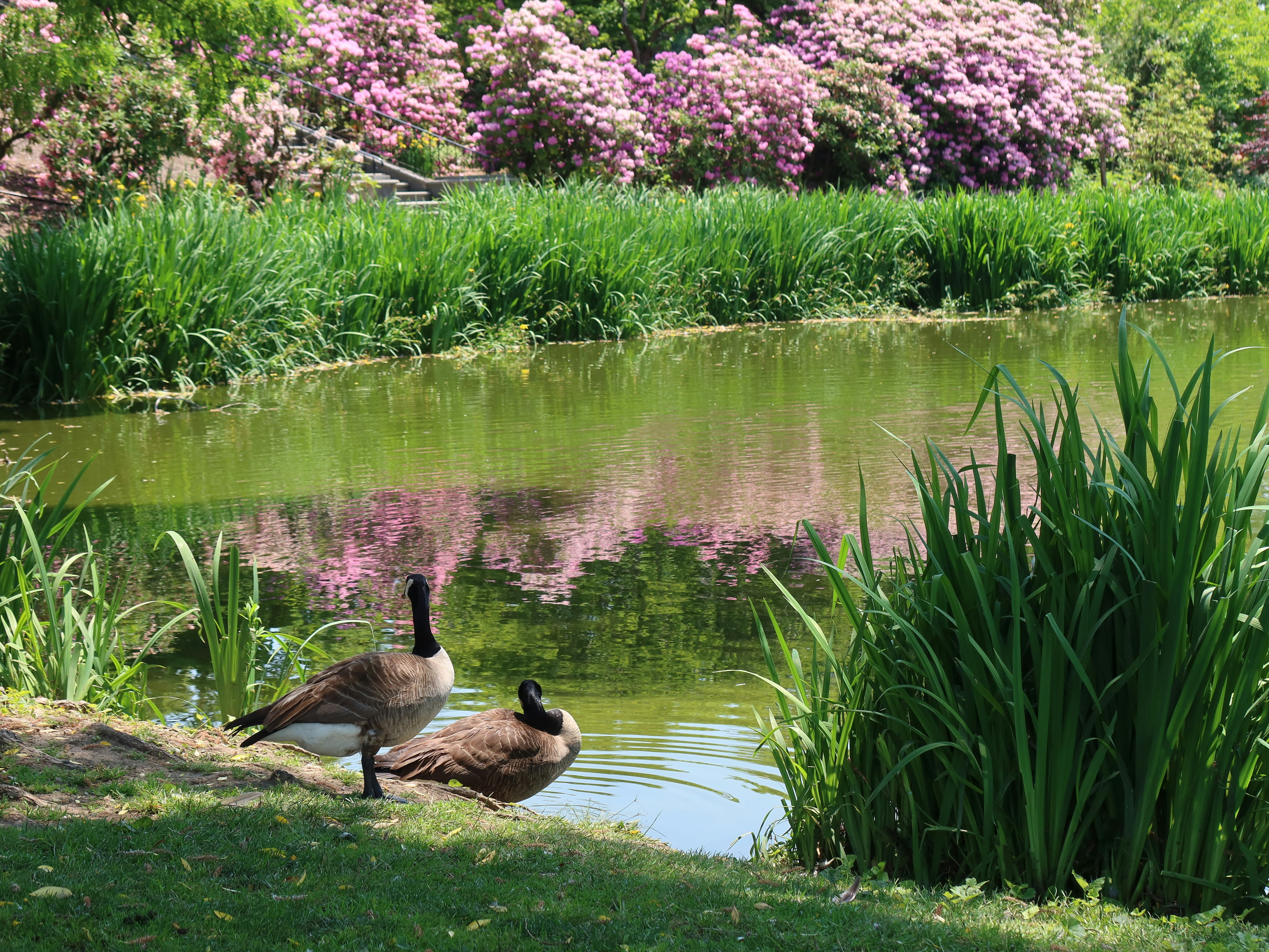 a couple of geese that are standing in the grass