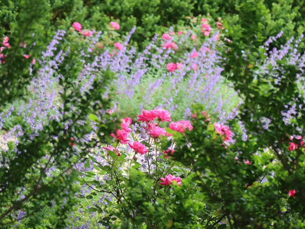 a field full of pink and purple flowers