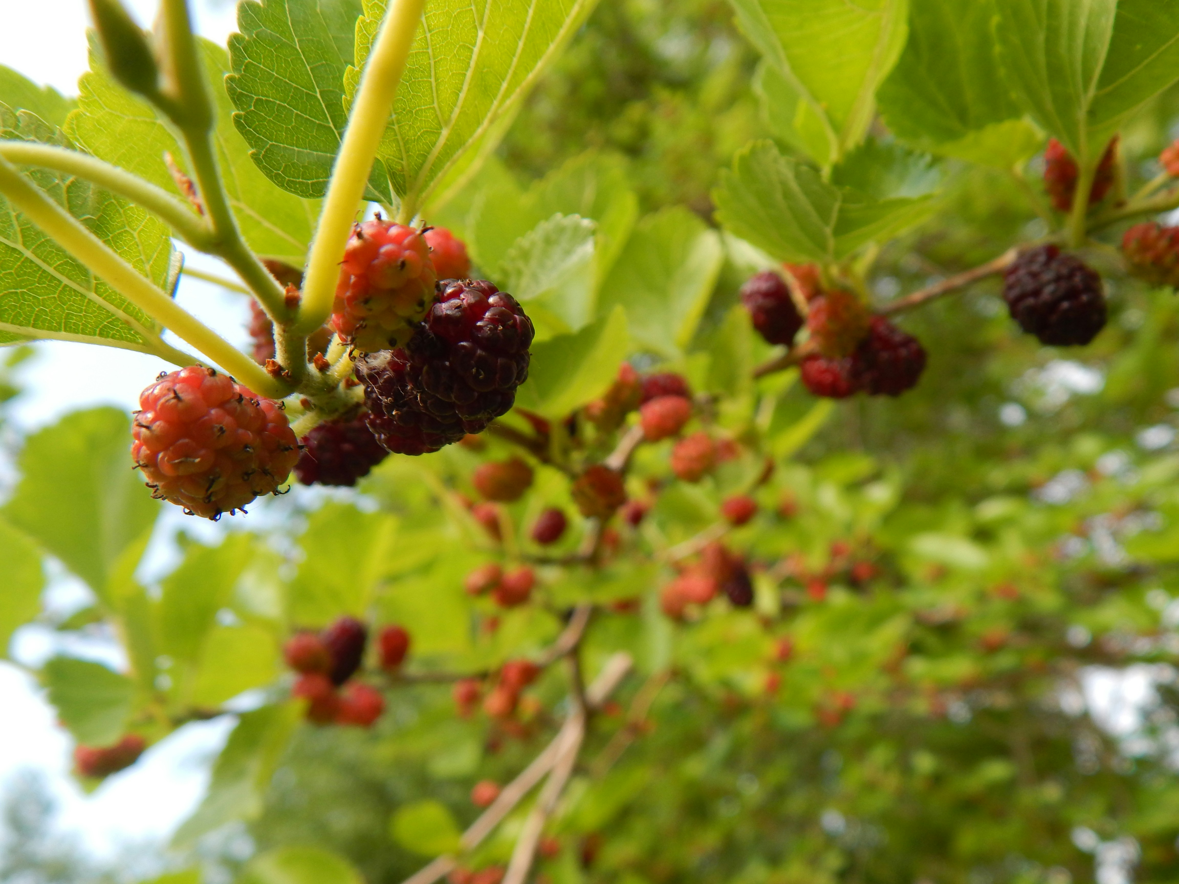 Photo by scarlettweiss