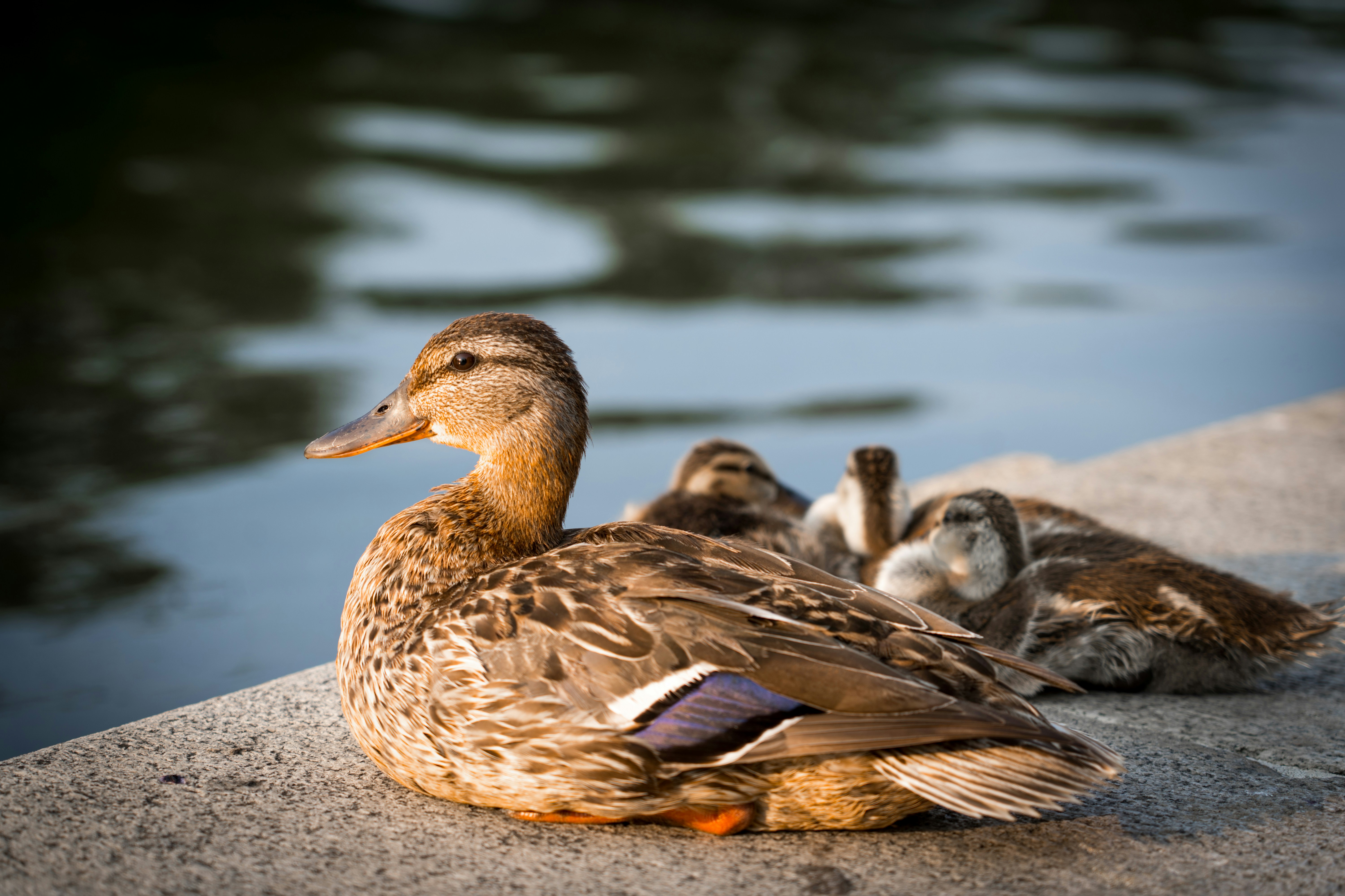 Photo by abhinav1bhardwaj