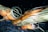 A detailed view of a sci-fi spacecraft with an orange and white body. The design features large circular thrusters and angular wings. The background is a starry space scene, enhancing the futuristic theme of the image.
