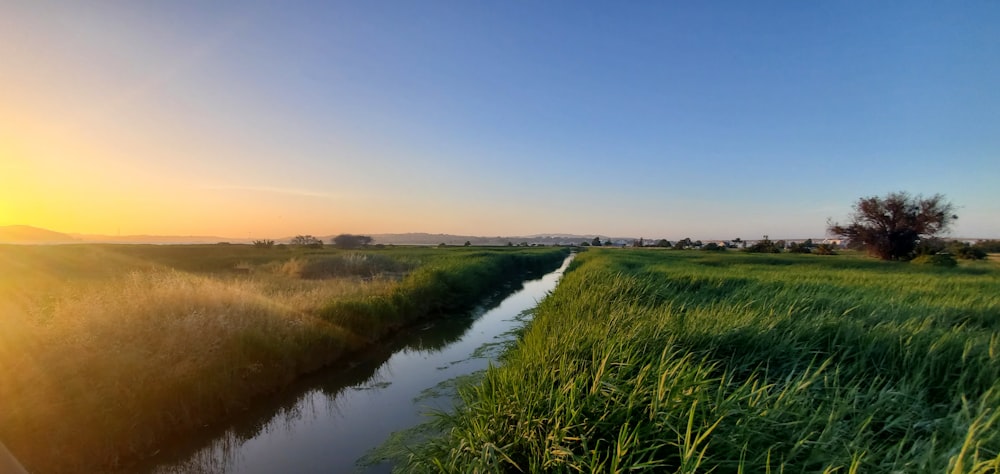 a river running through a lush green field