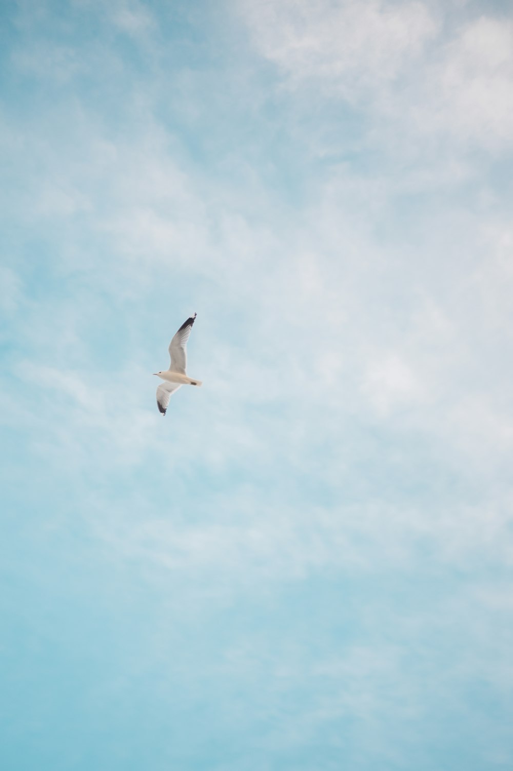 Une mouette volant dans un ciel bleu avec des nuages