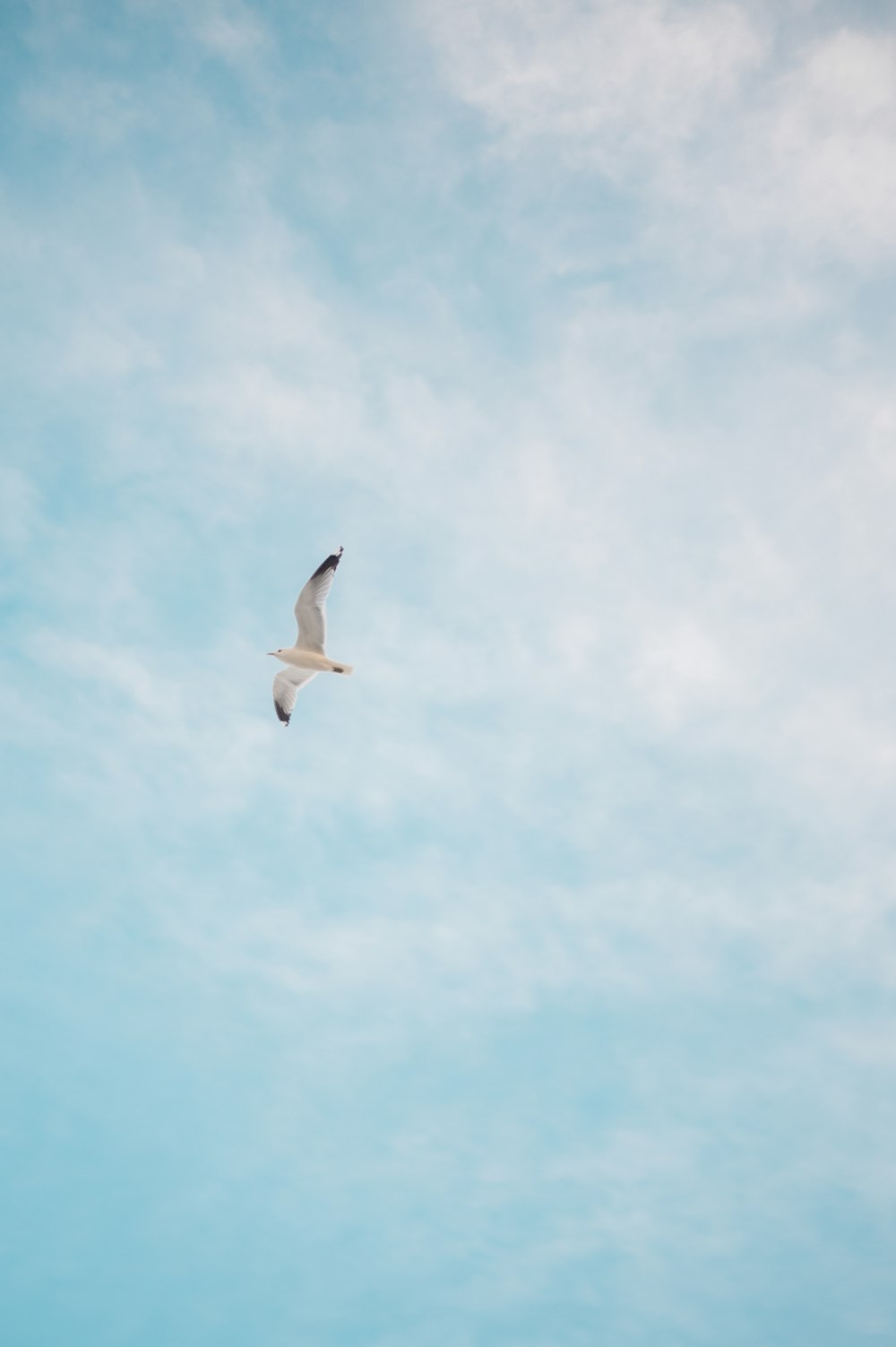 a seagull flying through a blue sky with clouds