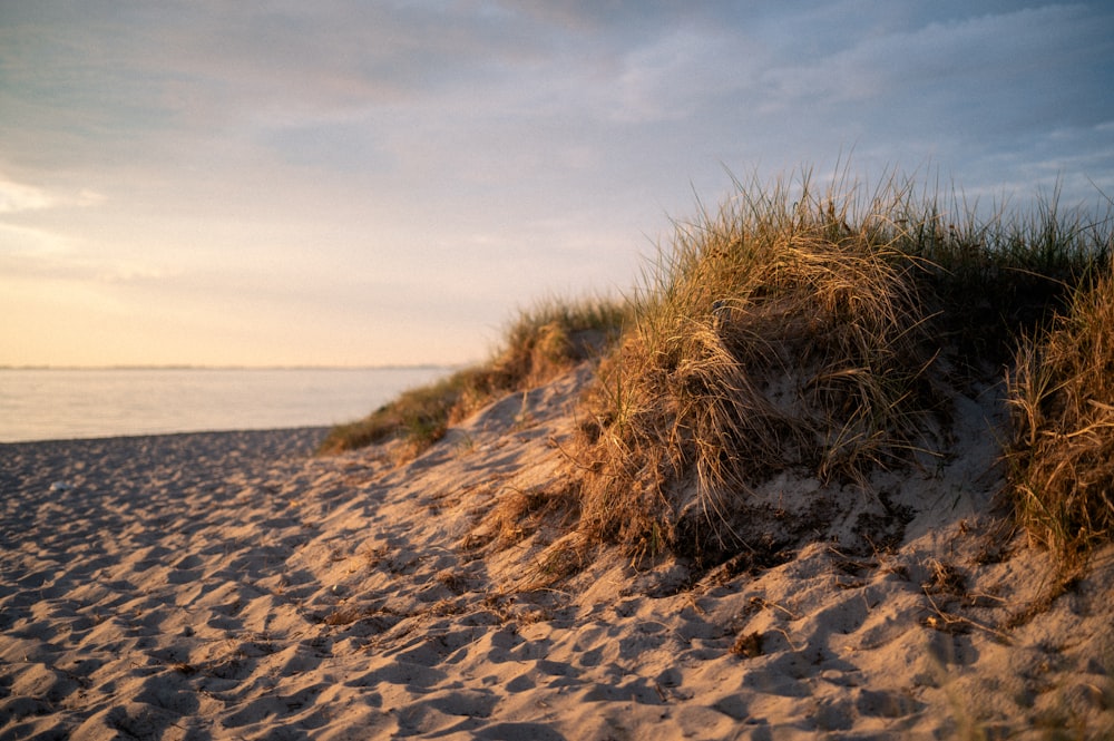 a sandy beach with grass growing out of the sand