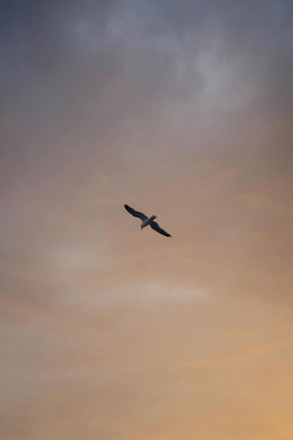 Un grand oiseau volant dans un ciel nuageux