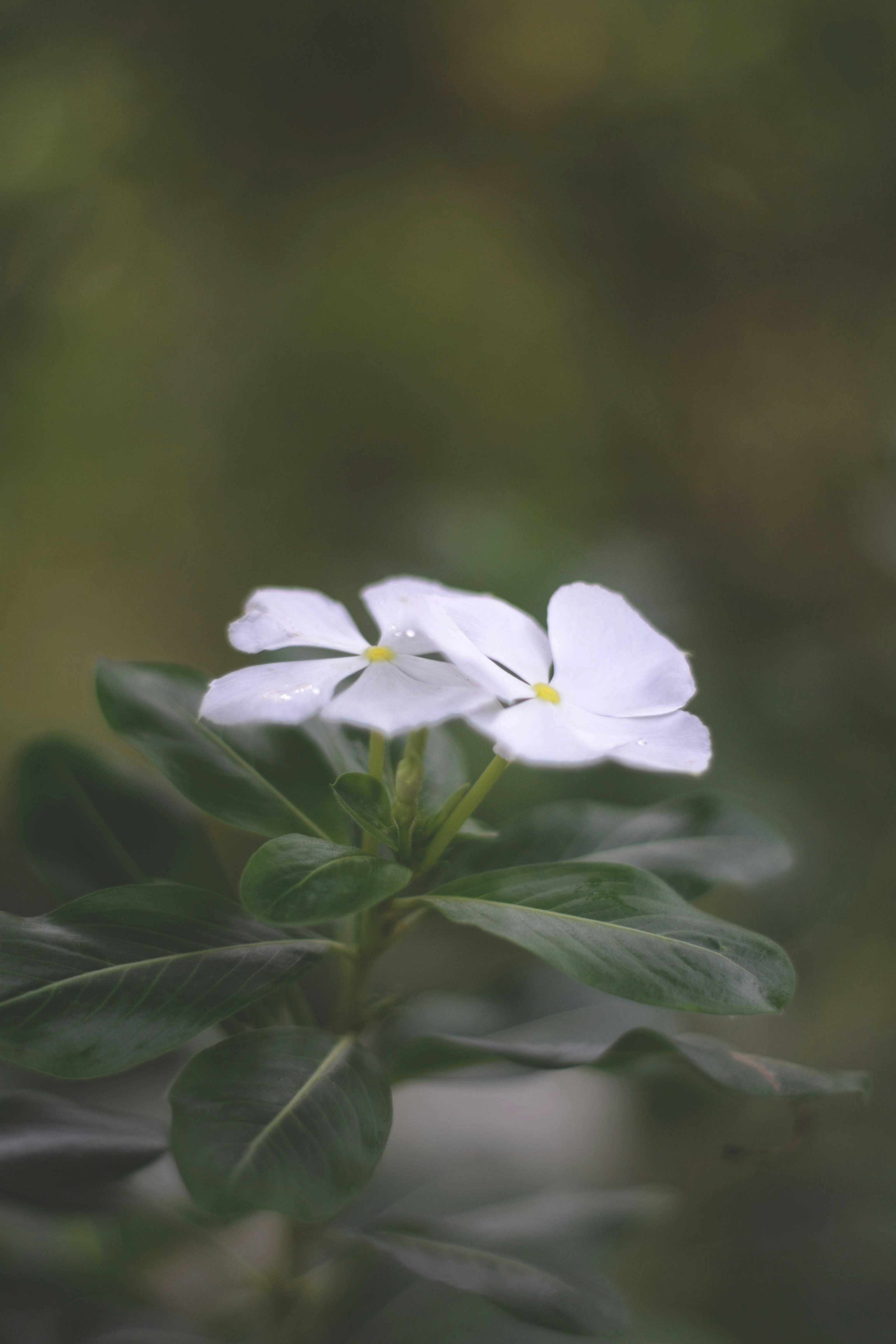 Photo by edreiroux