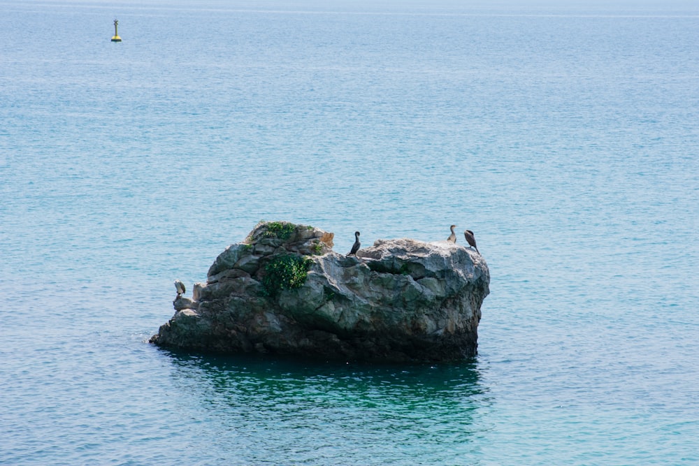 Un grupo de pájaros sentados en una roca en medio del océano