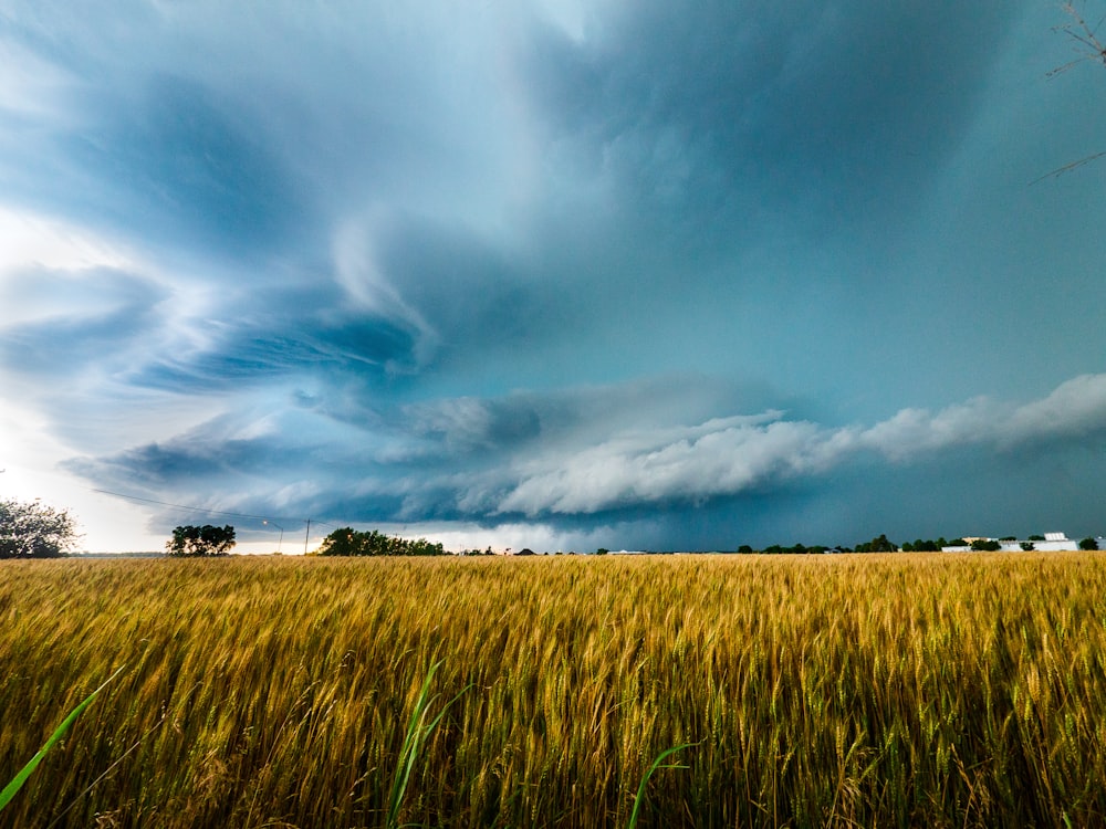 a large field of grass under a cloudy sky