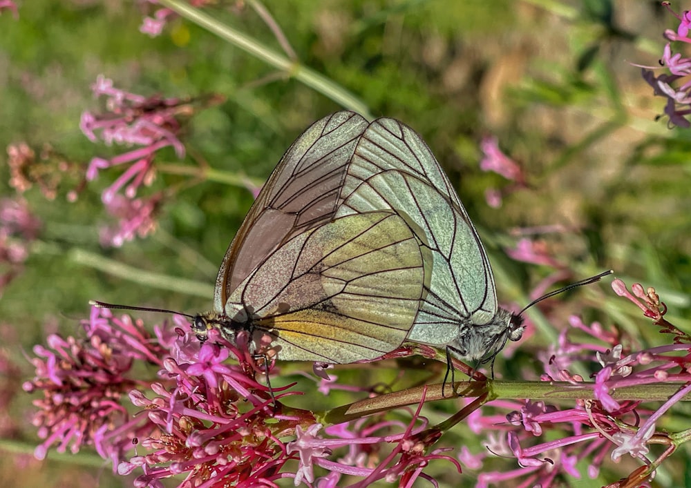 a close up of a butterfly on a flower