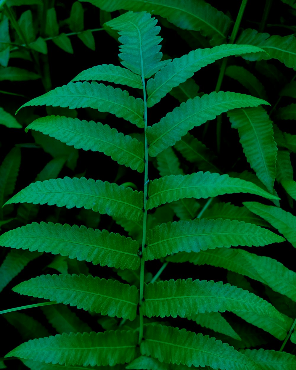 a close up of a green plant with lots of leaves