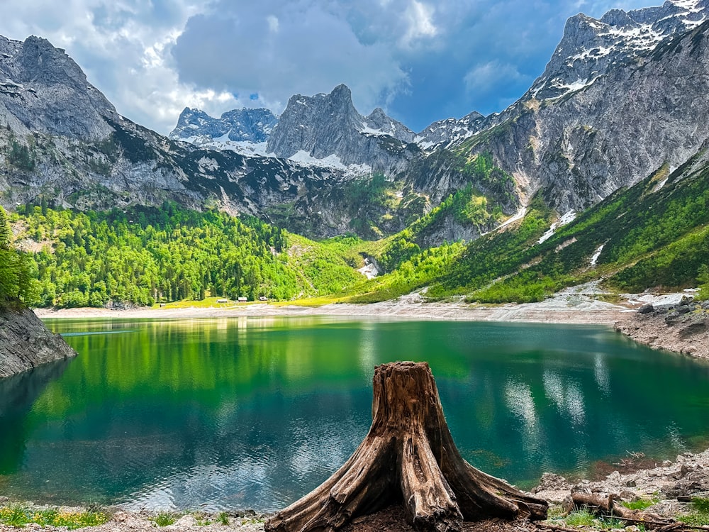 a large tree stump sitting in front of a lake