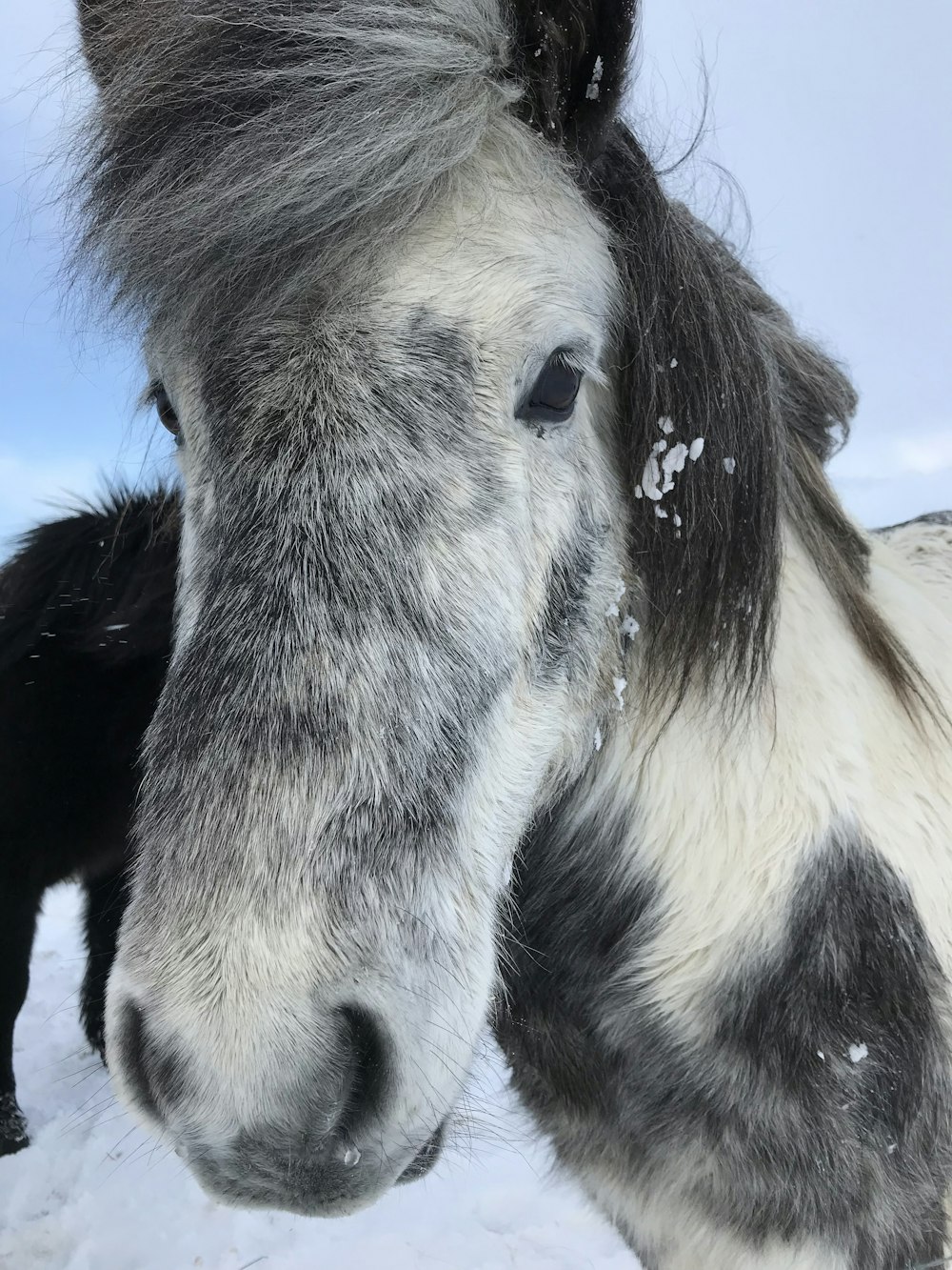 a close up of two horses in the snow