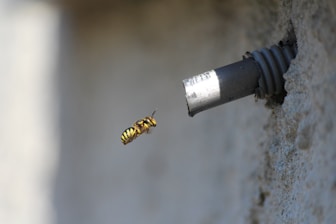 A wasp is captured in mid-flight near a damaged metal pipe protruding from a textured wall. The insect's yellow and black stripes are vibrant against the muted background.
