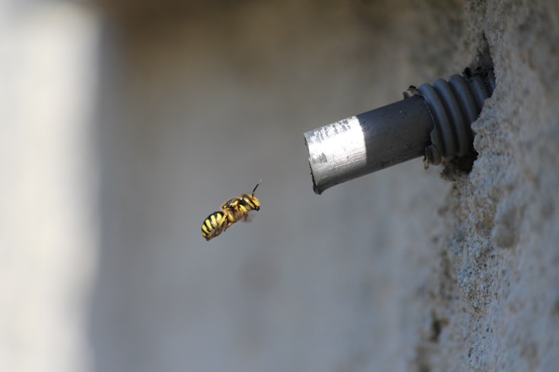 A wasp is captured in mid-flight near a damaged metal pipe protruding from a textured wall. The insect's yellow and black stripes are vibrant against the muted background.