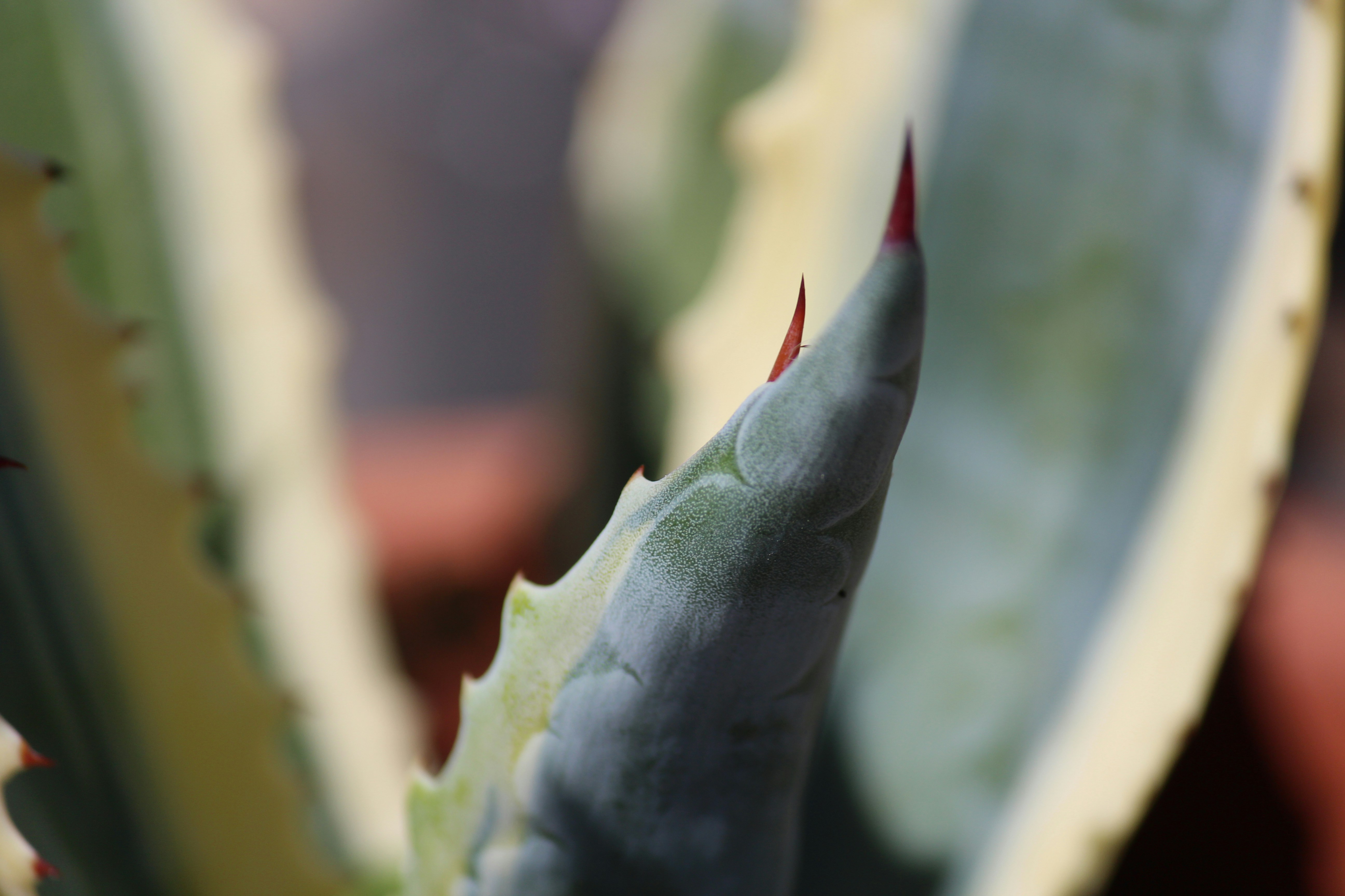 a close up of a green plant with red tips