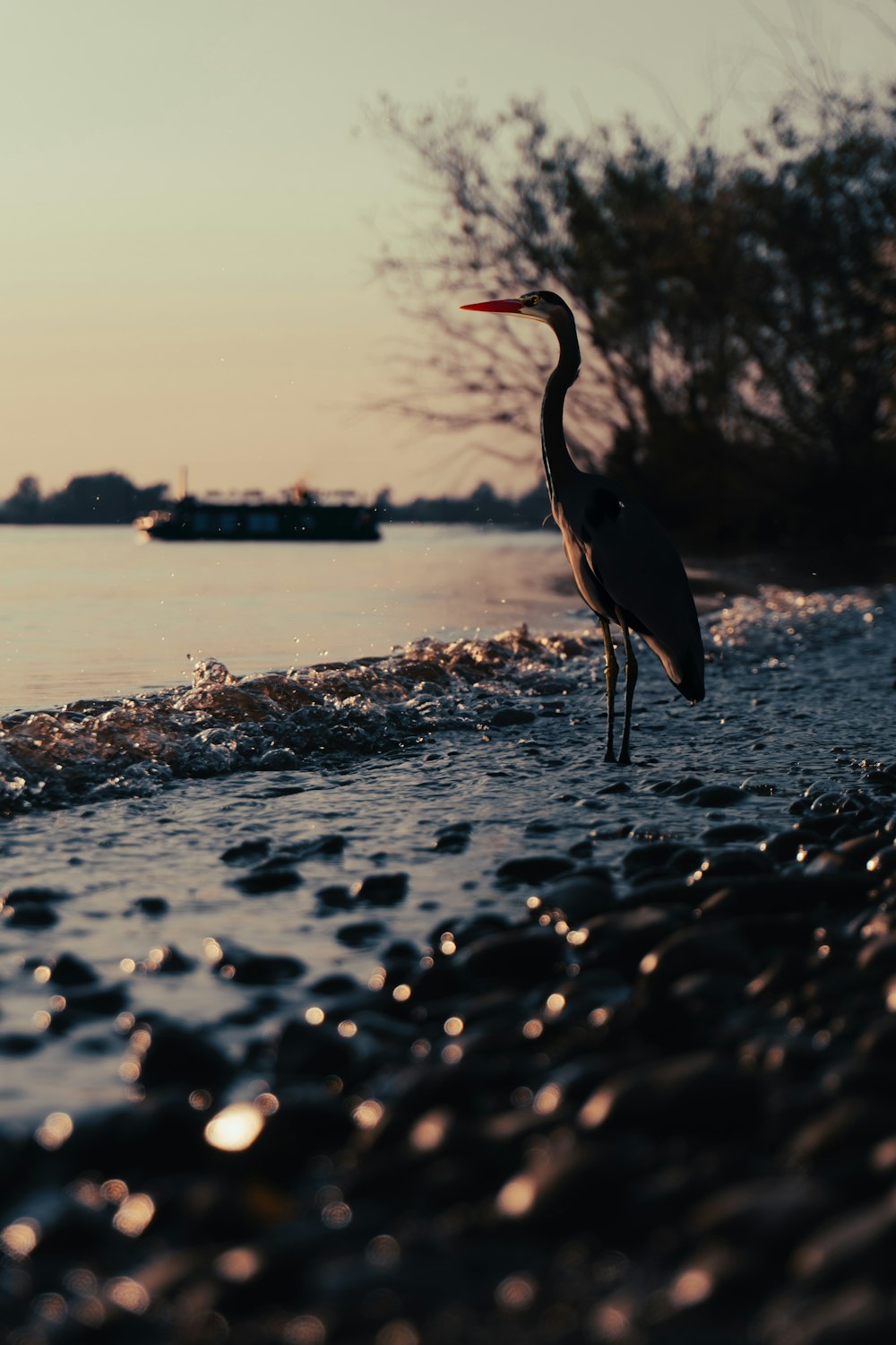 a bird standing on a beach next to a body of water