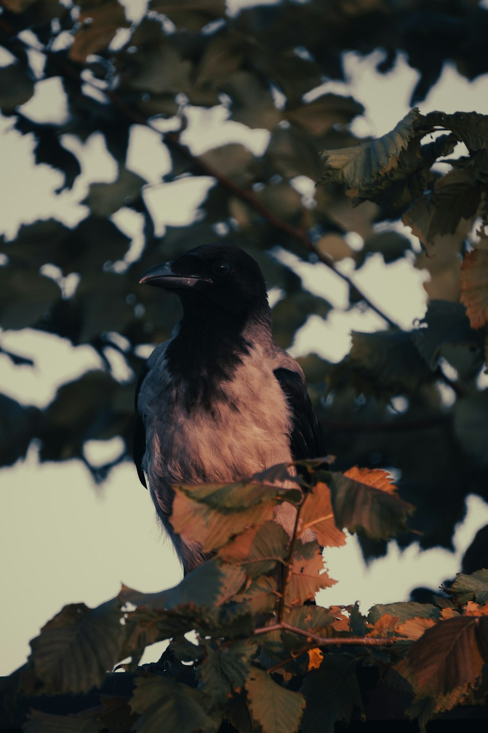 a black bird sitting on top of a tree branch