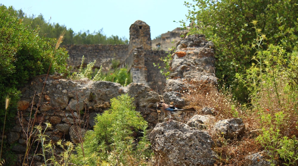 a stone building surrounded by trees and bushes