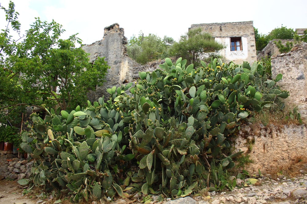 a large green cactus next to a stone wall