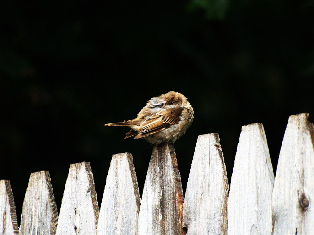 a small bird sitting on top of a wooden fence
