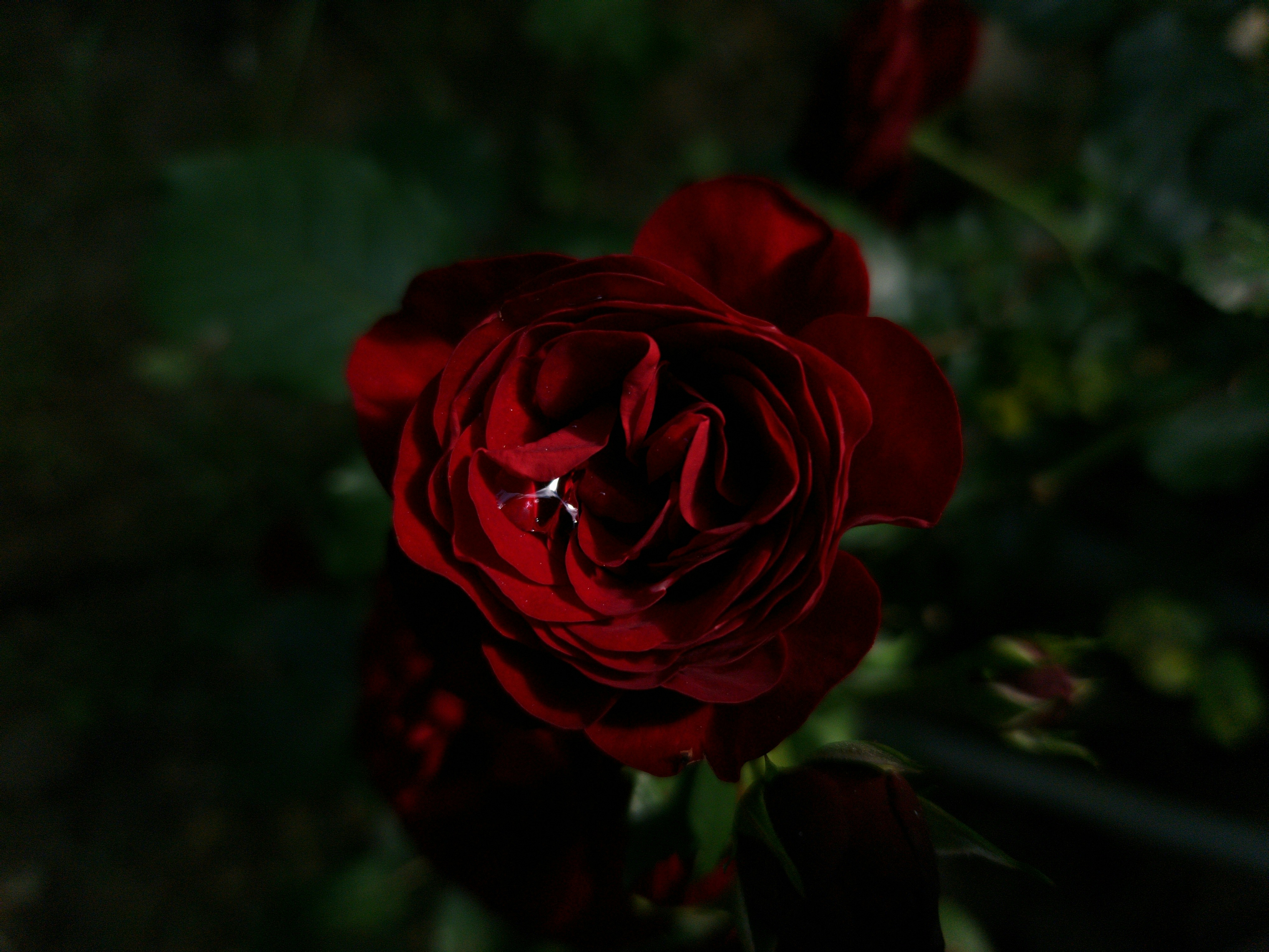 Photo by belmin_26_aljovic