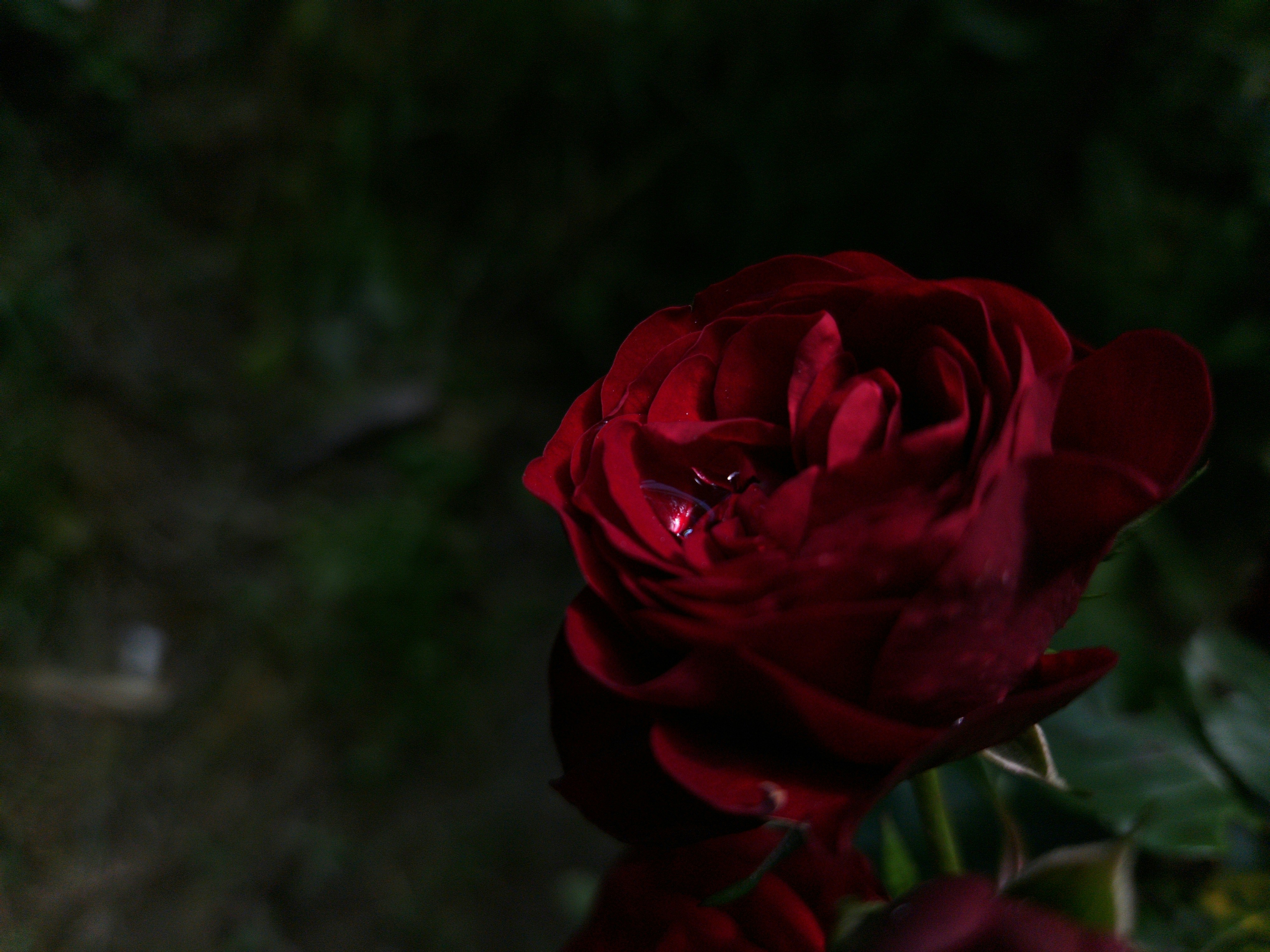 Photo by belmin_26_aljovic