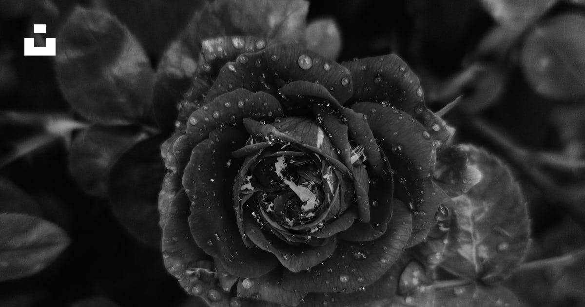 A black and white photo of a flower photo – Free Flower Image on Unsplash