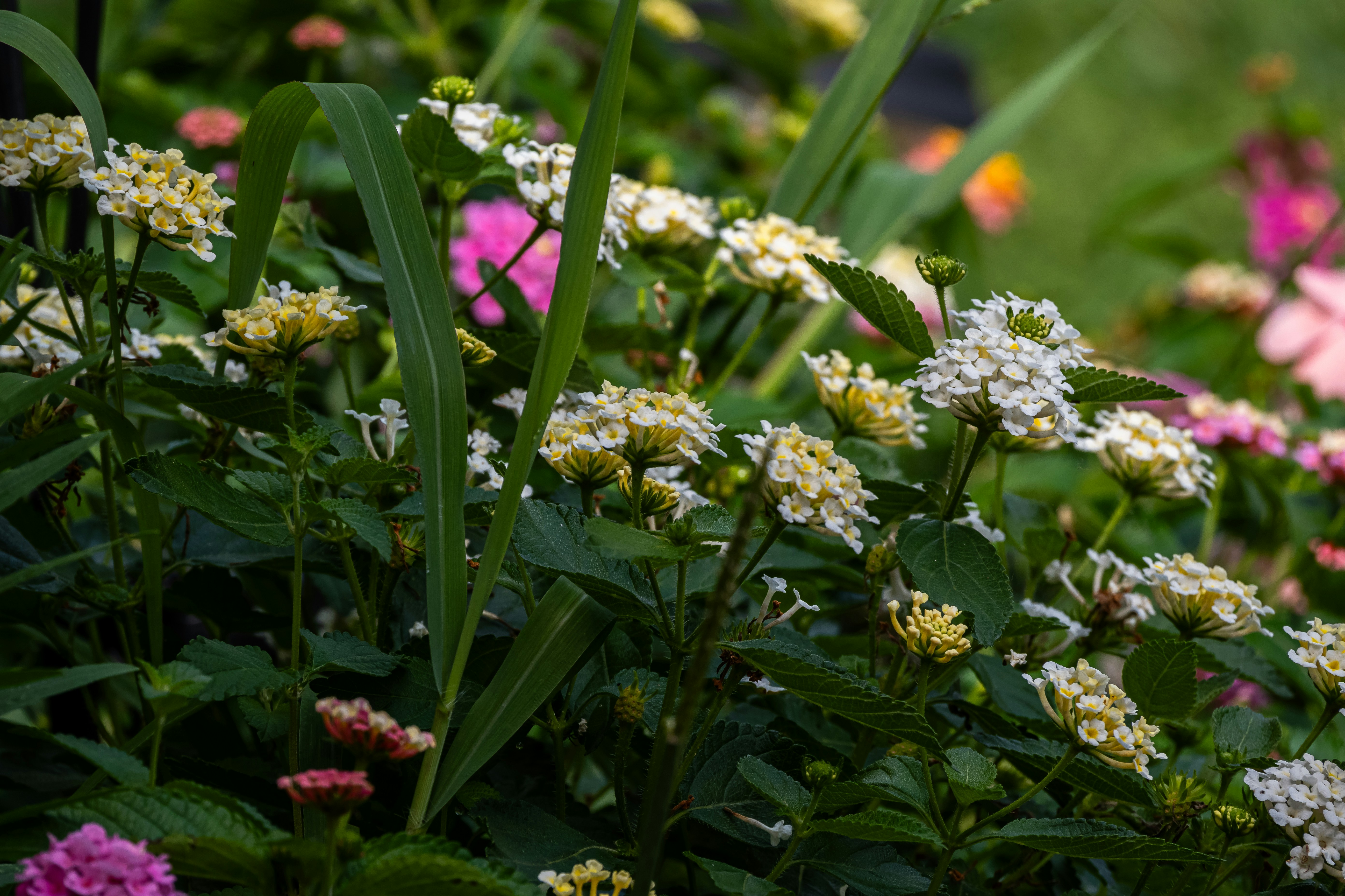 a bunch of flowers that are in the grass