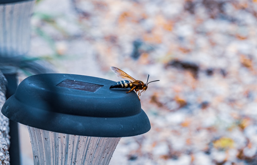 a bee sitting on top of a light pole