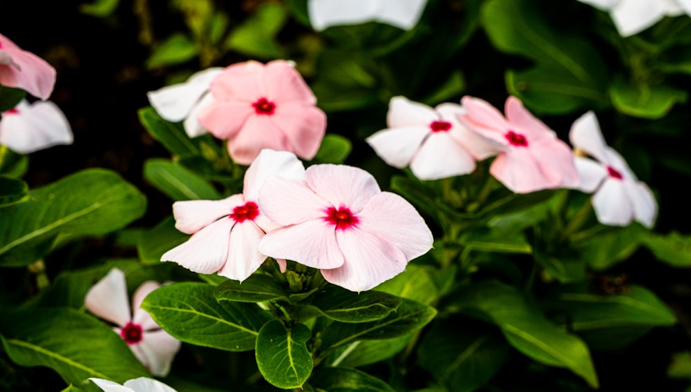 a group of pink and white flowers with green leaves