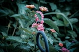 A black bee is perched on a cluster of pink flowers surrounded by lush green foliage. The background is a blur of additional leaves and flowers, creating a serene and natural scene.