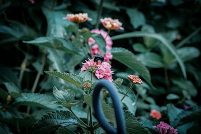 A black bee is perched on a cluster of pink flowers surrounded by lush green foliage. The background is a blur of additional leaves and flowers, creating a serene and natural scene.