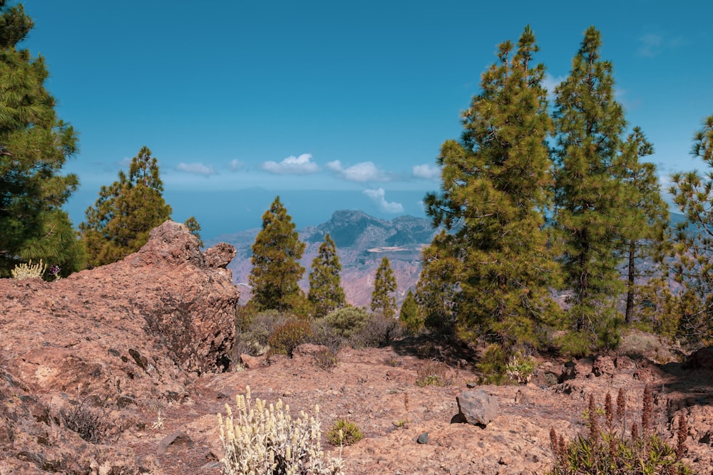 a view of the mountains and trees from the top of a hill