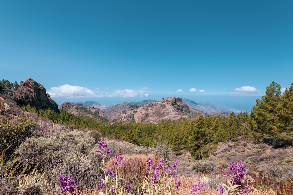 a view of a mountain range with purple flowers in the foreground