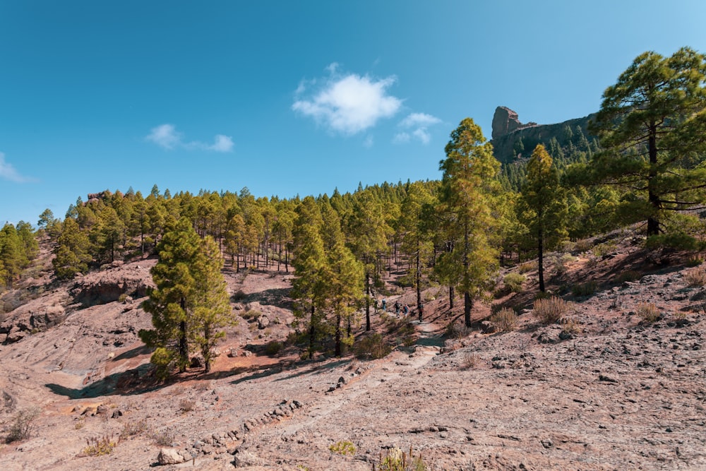 a group of trees on a rocky hillside