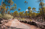 A winding trail through towering pine trees under a bright blue sky.