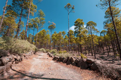 A winding trail through towering pine trees under a bright blue sky.