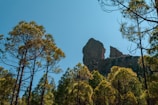 a large rock in the middle of a forest