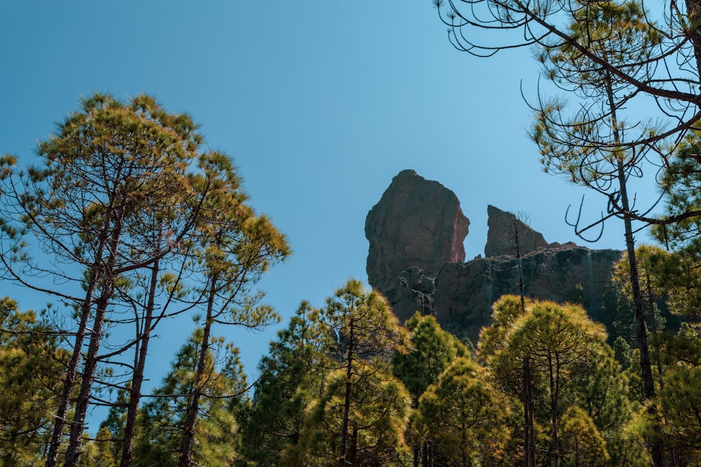 a large rock in the middle of a forest