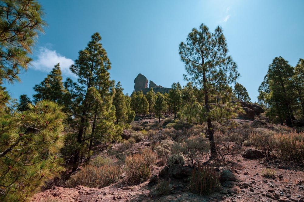 a view of a mountain through the trees