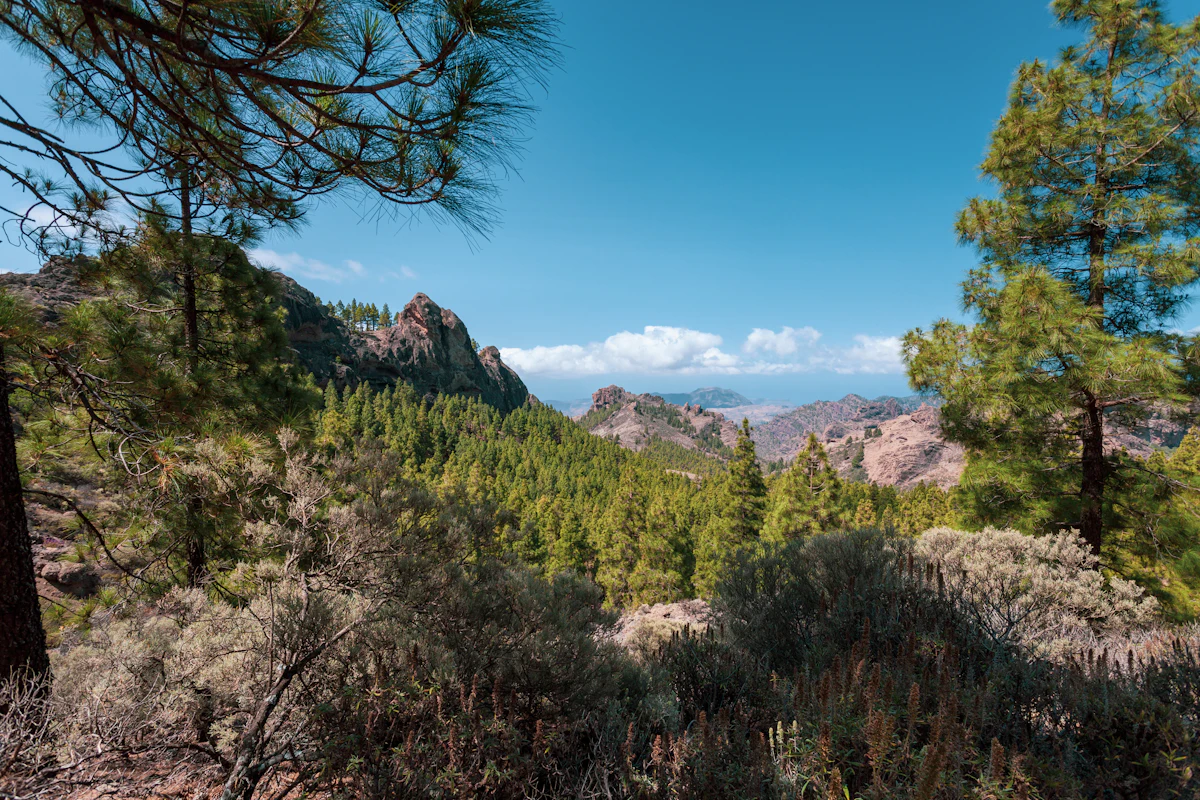 Canary pines and rocky peaks near Roque Nublo, with cliffs and clouds beyond