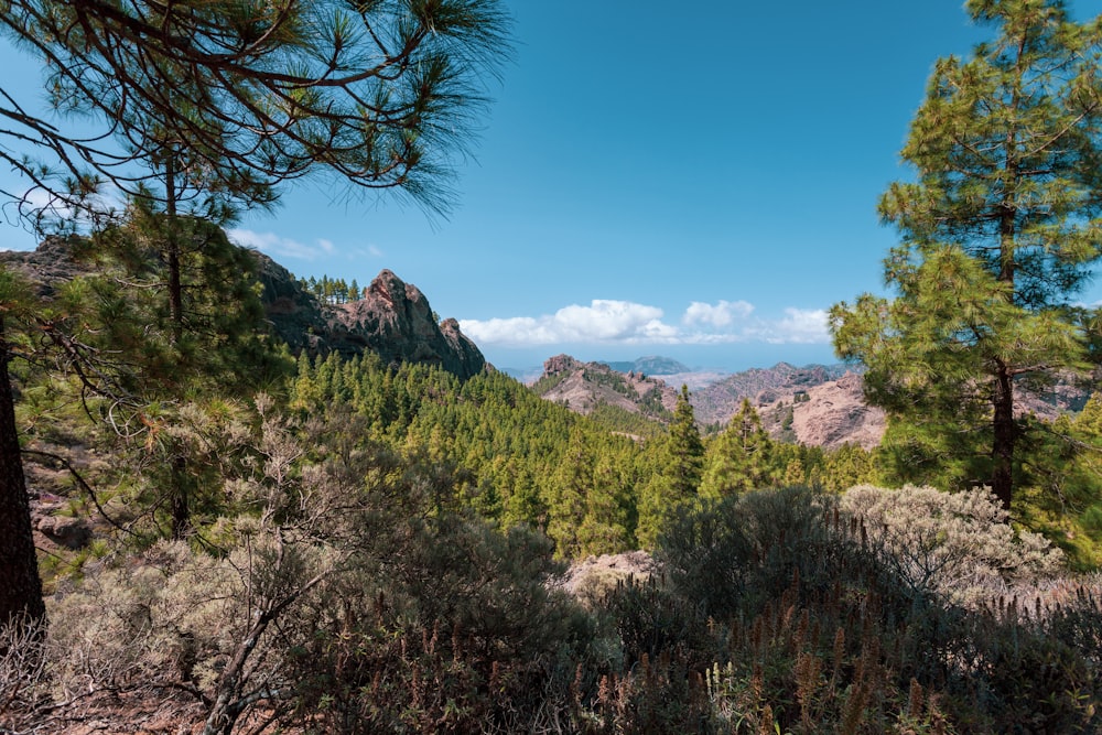 a view of the mountains and trees from a trail