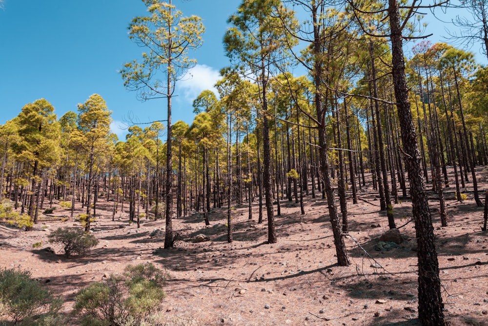 a forest filled with lots of tall trees