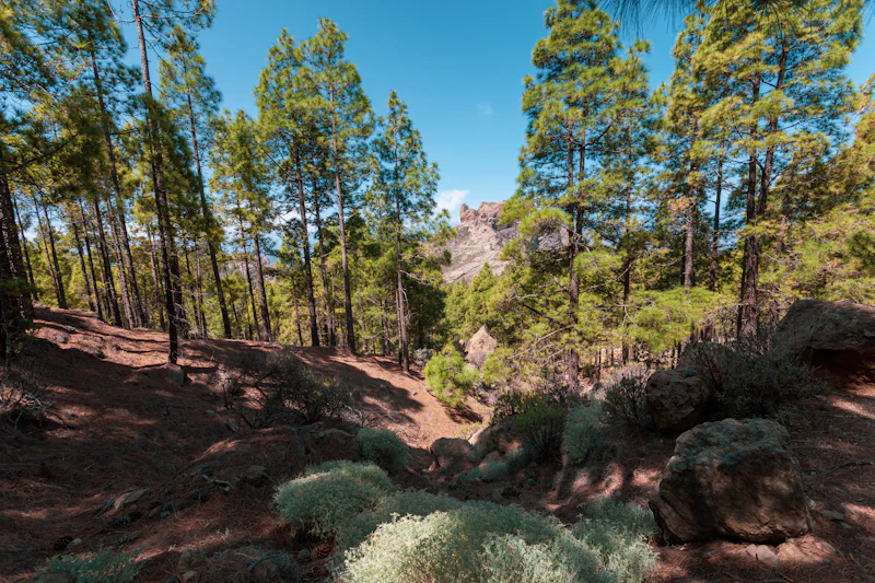 Best Free Things to Do in Gran Canaria That Cost Absolutely Nothing