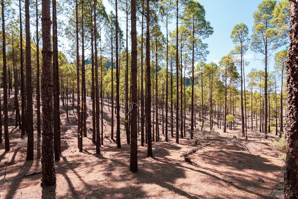 a forest filled with lots of tall trees