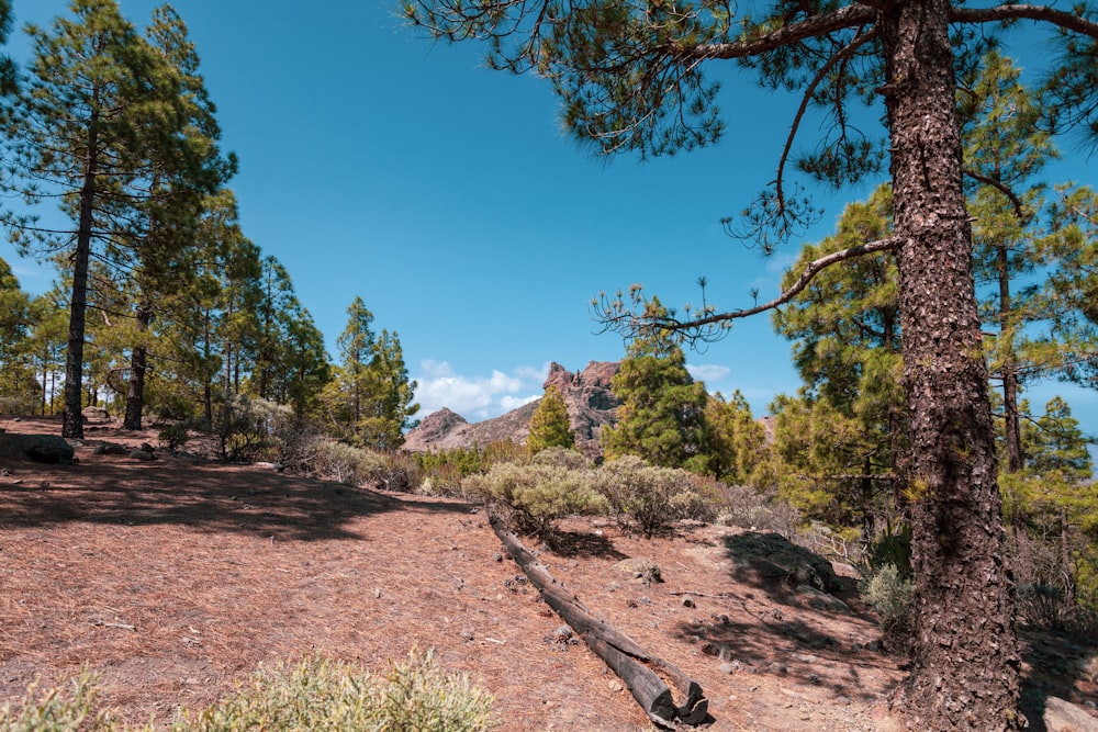 a view of some trees and mountains from a trail