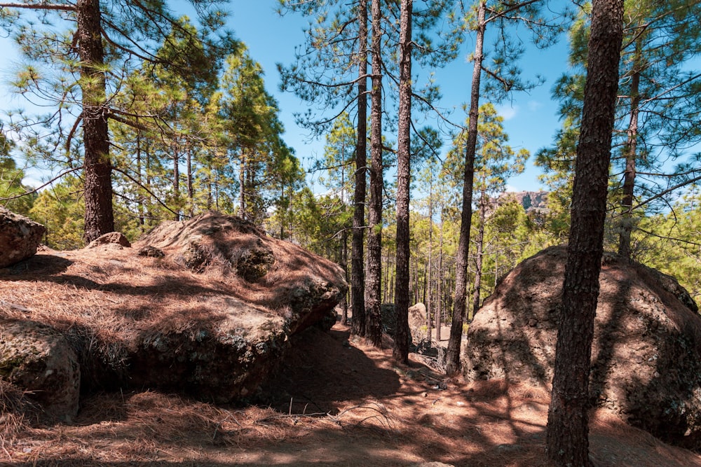 a dirt path in the middle of a forest